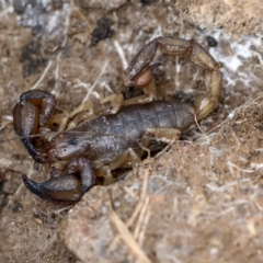 Urodacus manicatus (Black Rock Scorpion) at Wamboin, NSW - 4 Oct 2022 by AlisonMilton