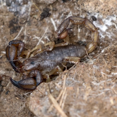 Urodacus manicatus (Black Rock Scorpion) at Wamboin, NSW - 4 Oct 2022 by AlisonMilton