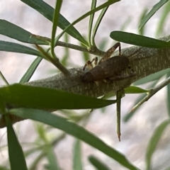 Grylloidea (superfamily) (Unidentified cricket) at ANBG - 19 Feb 2023 by Hejor1