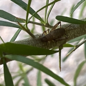 Grylloidea (superfamily) at Acton, ACT - 19 Feb 2023