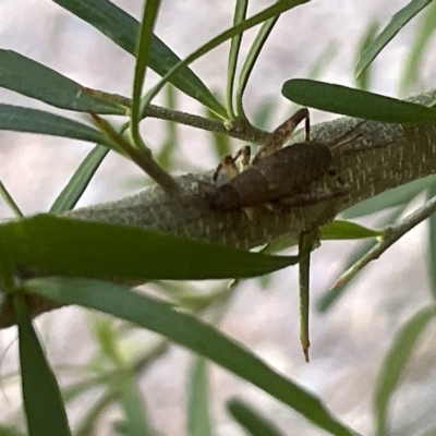 Grylloidea (superfamily) (Unidentified cricket) at ANBG - 19 Feb 2023 by Hejor1