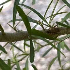 Grylloidea (superfamily) at Acton, ACT - 19 Feb 2023