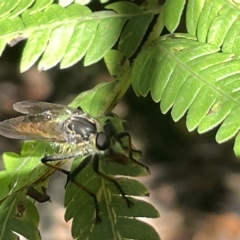 Zosteria rosevillensis (A robber fly) at Acton, ACT - 19 Feb 2023 by Hejor1