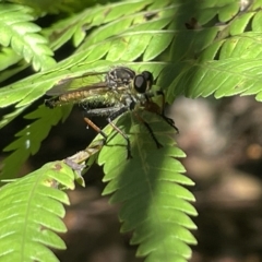 Zosteria rosevillensis at Acton, ACT - 19 Feb 2023 02:57 PM