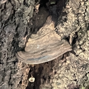 zz Polypore (shelf/hoof-like) at Acton, ACT - 19 Feb 2023