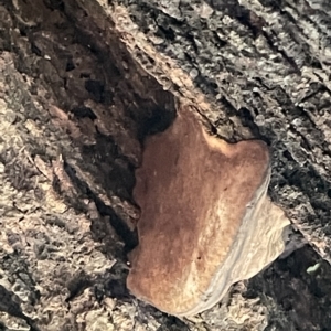 zz Polypore (shelf/hoof-like) at Acton, ACT - 19 Feb 2023 02:50 PM