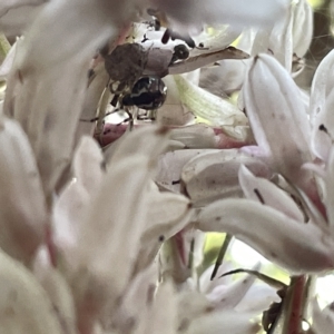 Theridion pyramidale at Acton, ACT - 19 Feb 2023