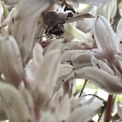 Theridion pyramidale at Acton, ACT - 19 Feb 2023