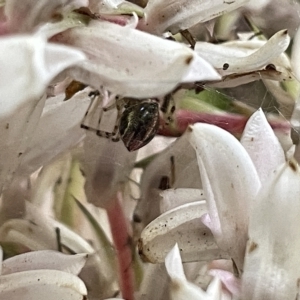 Theridion pyramidale at Acton, ACT - 19 Feb 2023