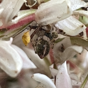 Theridion pyramidale at Acton, ACT - 19 Feb 2023