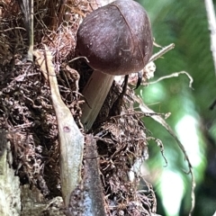 zz agaric (stem; gill colour unknown) at Acton, ACT - 19 Feb 2023 02:31 PM