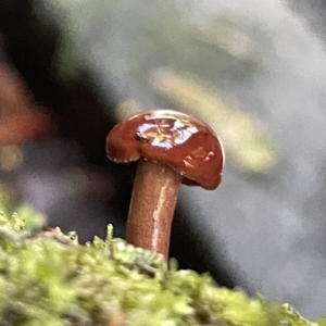 zz agaric (stem; gill colour unknown) at Acton, ACT - 19 Feb 2023 02:30 PM