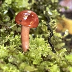 zz agaric (stem; gill colour unknown) at Acton, ACT - 19 Feb 2023 02:30 PM