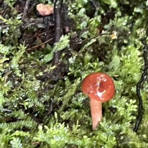 zz agaric (stem; gill colour unknown) at Acton, ACT - 19 Feb 2023 02:30 PM