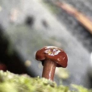 zz agaric (stem; gill colour unknown) at Acton, ACT - 19 Feb 2023 02:30 PM