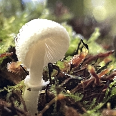 Lepiota s.l. at Acton, ACT - 19 Feb 2023 by Hejor1