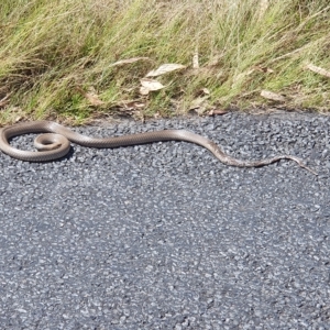 Pseudonaja textilis at Stromlo, ACT - 17 Feb 2023