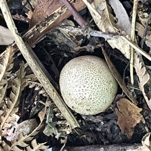 zz puffball at Acton, ACT - 19 Feb 2023 02:15 PM