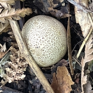 zz puffball at Acton, ACT - 19 Feb 2023 02:15 PM