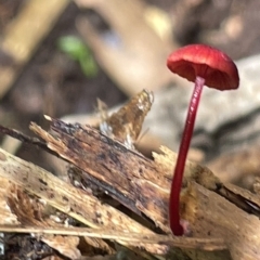 Cruentomycena viscidocruenta (Ruby Mycena) at Acton, ACT - 19 Feb 2023 by Hejor1