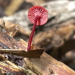 Cruentomycena viscidocruenta at Acton, ACT - 19 Feb 2023