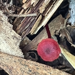 Cruentomycena viscidocruenta at Acton, ACT - 19 Feb 2023 02:15 PM