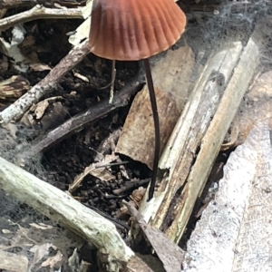 zz agaric (stem; gills not white/cream) at Acton, ACT - 19 Feb 2023 02:14 PM