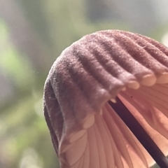 zz agaric (stem; gills not white/cream) at Acton, ACT - 19 Feb 2023 02:14 PM