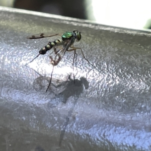 Austrosciapus sp. (genus) at Acton, ACT - 19 Feb 2023 02:12 PM