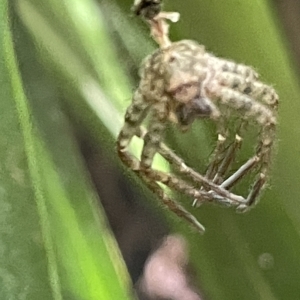 Sparassidae (family) at Acton, ACT - 19 Feb 2023