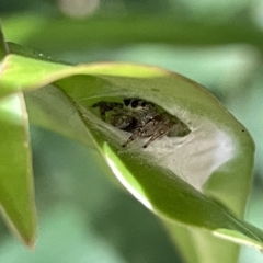 Opisthoncus sp. (genus) at Acton, ACT - 19 Feb 2023