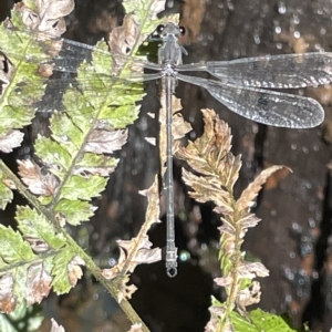 Austroargiolestes icteromelas at Acton, ACT - 19 Feb 2023