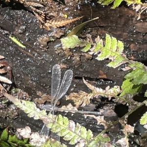 Austroargiolestes icteromelas at Acton, ACT - 19 Feb 2023