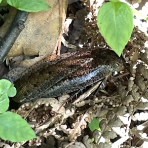 Calolampra sp. (genus) at Acton, ACT - 19 Feb 2023