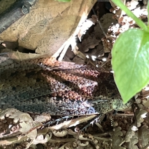 Calolampra sp. (genus) at Acton, ACT - 19 Feb 2023