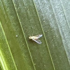 Dolichopodidae (family) at Acton, ACT - 19 Feb 2023