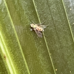 Dolichopodidae (family) at Acton, ACT - 19 Feb 2023