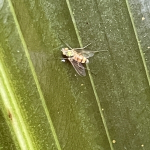 Dolichopodidae (family) at Acton, ACT - 19 Feb 2023