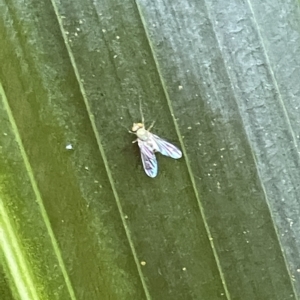 Dolichopodidae (family) at Acton, ACT - 19 Feb 2023