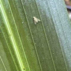 Dolichopodidae (family) at Acton, ACT - 19 Feb 2023