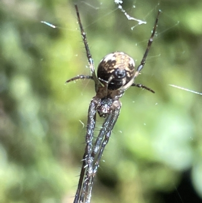 Gea theridioides (An orb weaver spider) at Acton, ACT - 19 Feb 2023 by Hejor1