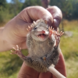 Antechinus agilis at Tinderry, NSW - 19 Feb 2023