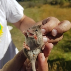 Antechinus agilis at Tinderry, NSW - 19 Feb 2023