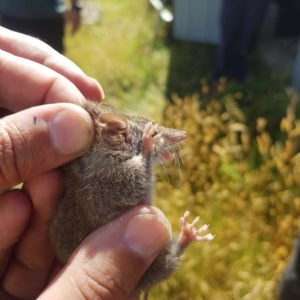 Antechinus agilis at Tinderry, NSW - 19 Feb 2023