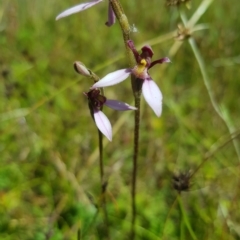 Eriochilus magenteus (Magenta Autumn Orchid) at Tinderry, NSW - 19 Feb 2023 by danswell