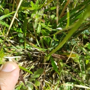 Spiranthes australis at Tinderry, NSW - suppressed