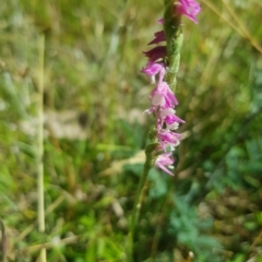 Spiranthes australis at Tinderry, NSW - suppressed