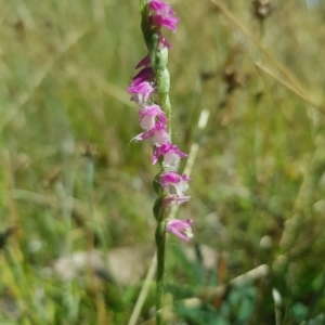 Spiranthes australis at Tinderry, NSW - suppressed