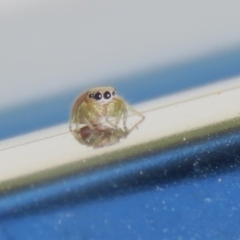 Salticidae (family) (Jumping spider) at Isabella Plains, ACT - 19 Feb 2023 by RodDeb