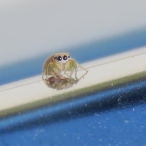 Salticidae (family) at Isabella Plains, ACT - 19 Feb 2023